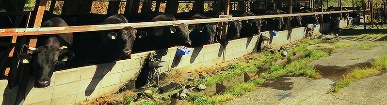 「はなが牛」が大切にしている、３つのこと。